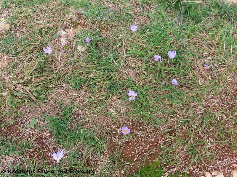 Datei:Crocus thomasii Tenore, 1826 Vir 201105 1571.JPG