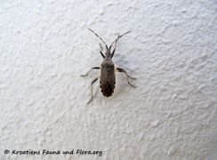 Otok Zečevo 05/2015