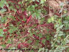 Älterer, roter Trieb, Otok Vir 07/2023