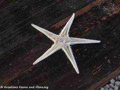 Ražanac - Es ist zum Heulen