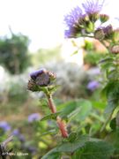 Knospen, Nin 10/2015