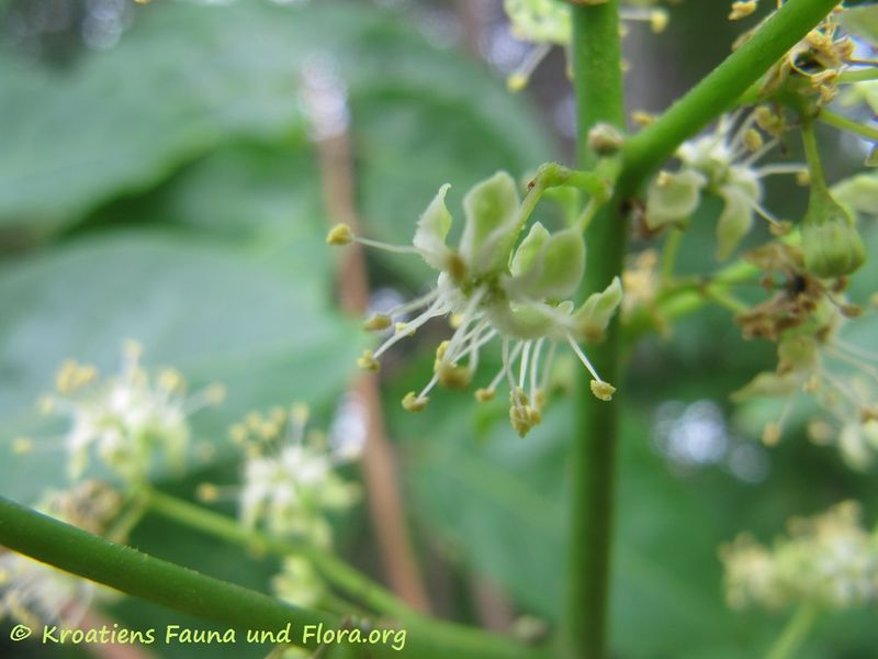 Datei:Ailanthus altissima - Götterbaum Vir 160608 8826.jpg
