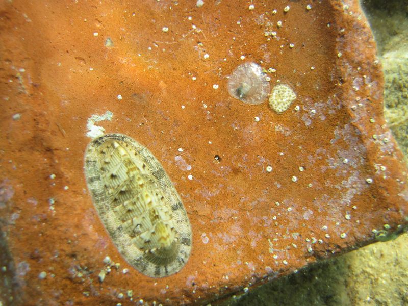 Datei:Ano ephi Vir 120911 2193.jpg