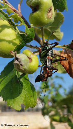 Barbitistes ocskayi Thomas Kiessling.jpg