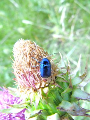 ChrysCoer Sab 140527 3701.JPG