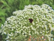 Daucus carota Linné, 1753 - Wilde Möhre, mrkva. Fundort: Bayern, Thalmassing 07/2012, Heilpflanze, Essbare Pflanze