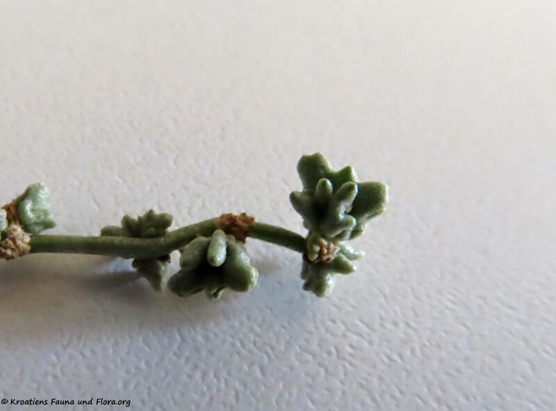 Datei:Halimione portulacoides (L.) Aellen, 1938 Vir 200910 1306 D.JPG