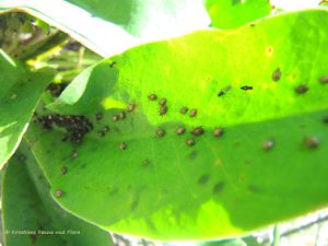 StatiLim Vir 160521 868Pfeil.jpg