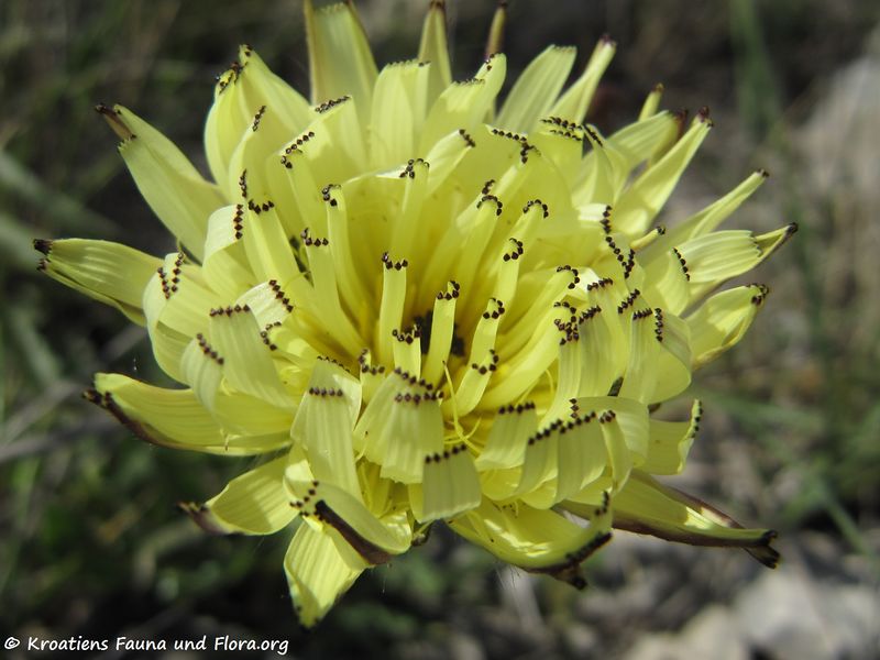 Datei:UroDal Blü Vir 120519 177.jpg