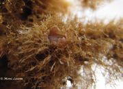 Acasta spongites Poli, 1795. Fundort:Vir 12/2014, Meerestier