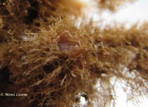 Acasta spongites Poli, 1795 Vir 141217 6182.jpg