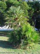 Chamaerops humilis Linné, 1753 - Zwergpalme, niska žumara. Fundort: Zadar 09/2016, Zierpflanze