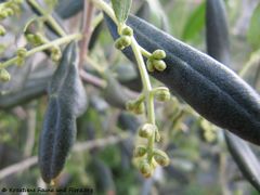 Knospen, Vir 05/2012