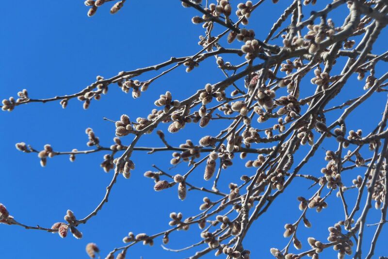 Datei:Populus alba Linné, 1753 Nin 250305 7864.JPG