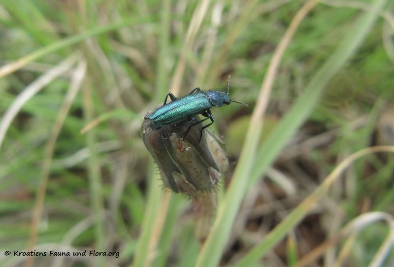 Datei:Psilothrix viridicoerulea Geoffroy, 1785 Vir 140427 2608.jpg