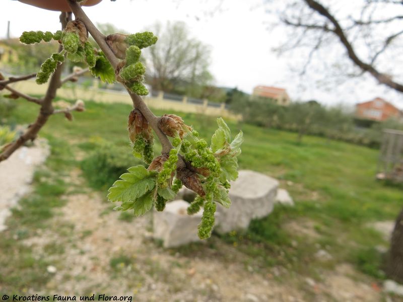 Datei:Quercus pubescens Willdenow, 1796 Blü2 Pol 180418 12257.jpg