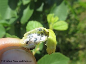 Tetraneura (Tetraneura) ulmi Linné, 1758 Sab 180520 13774.jpg