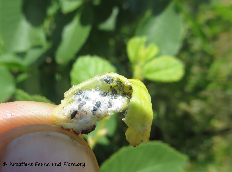 Datei:Tetraneura (Tetraneura) ulmi Linné, 1758 Sab 180520 13774.jpg