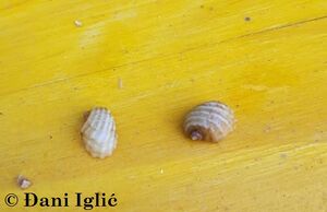 200908 Carinorbis clathrata Philippi, 1844 3 d.jpg