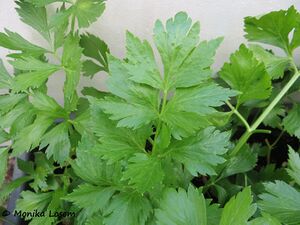 Apium graveolens Linné, 1753 WFlo 191015 1885 k.jpg