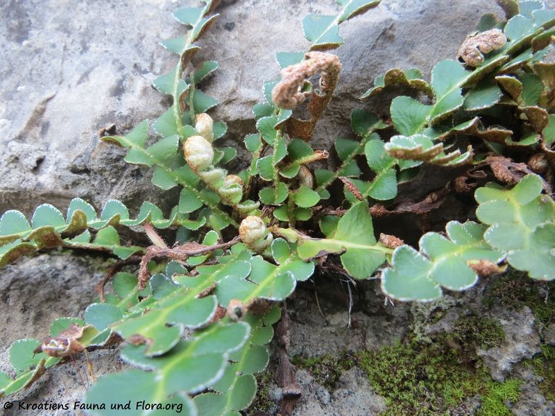 Datei:Asplenium ceterach Linné, 1758 SkrBuk 180328 11778.JPG