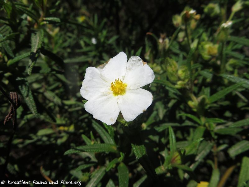 Datei:Cistus monspeliensis Linné, 1753 Saka 180422 12531.jpg