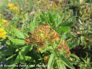 Myopites stylatus Fabricius, 1794 Vir 221025 3329.jpg