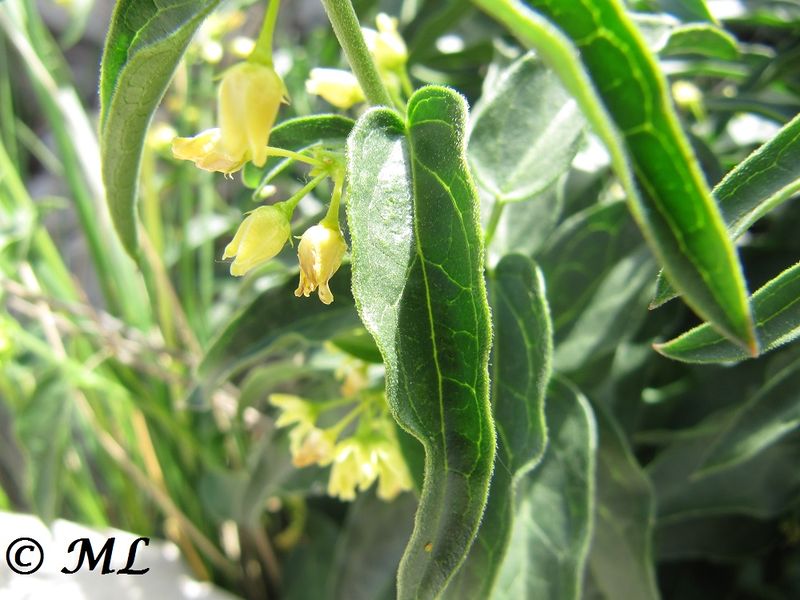 Datei:Vincetoxicum hirundinaria subsp. adriaticum (Beck) Markgr., 1971 Ban 140519 3449.jpg