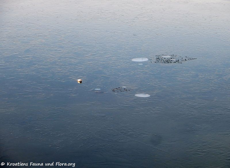 Datei:181219 15842 k.jpg