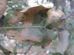 AcrocBrong Senj 140406 1411.jpg