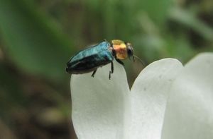 Anth nit Senj 130525 2197d.jpg