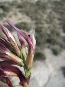 Otok Vir 03/2014 – Eventuell spp. illyricus