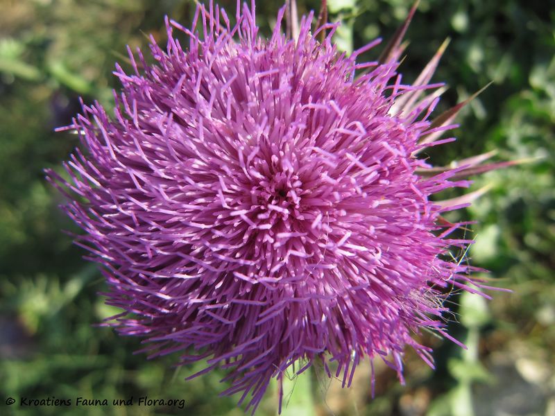 Datei:CardNu Blü4 Dugo 110628 27.jpg