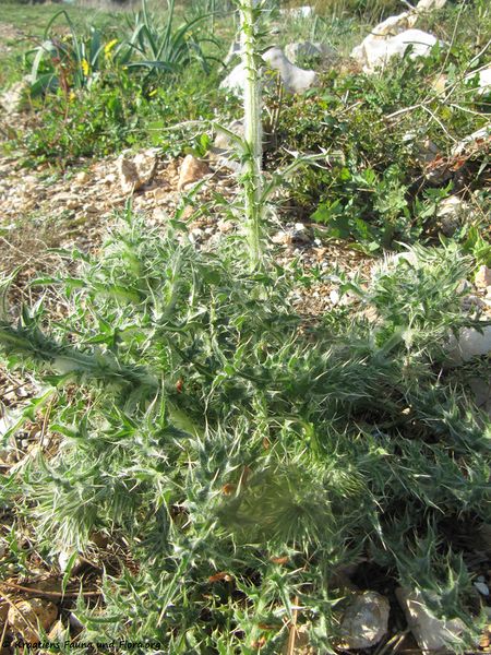 Datei:CardNu StäHa1 Vir 140409 2050.jpg