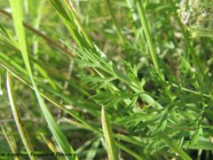 Guggenberger See 10/2012