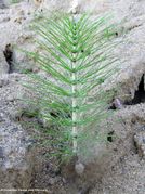 EquiTel Grbe 170510 7502.jpg