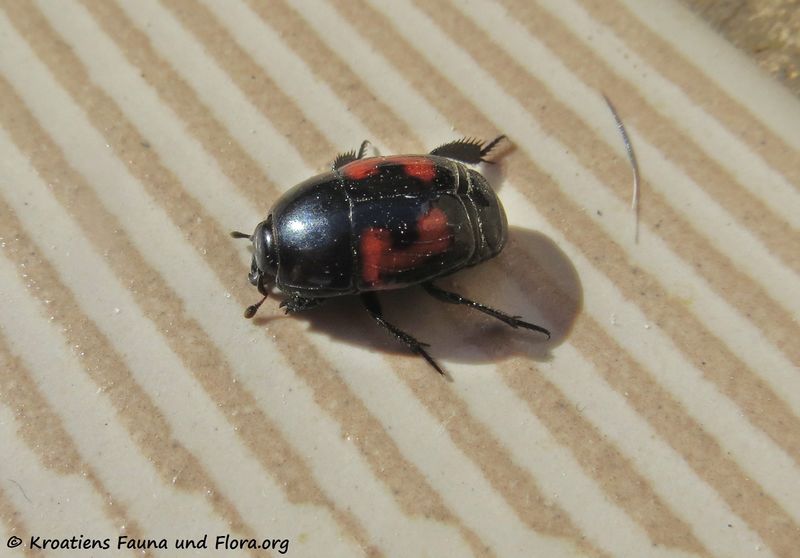 Datei:Hister quadrimaculatus Linné, 1758 Vir 170416 7120 d.jpg