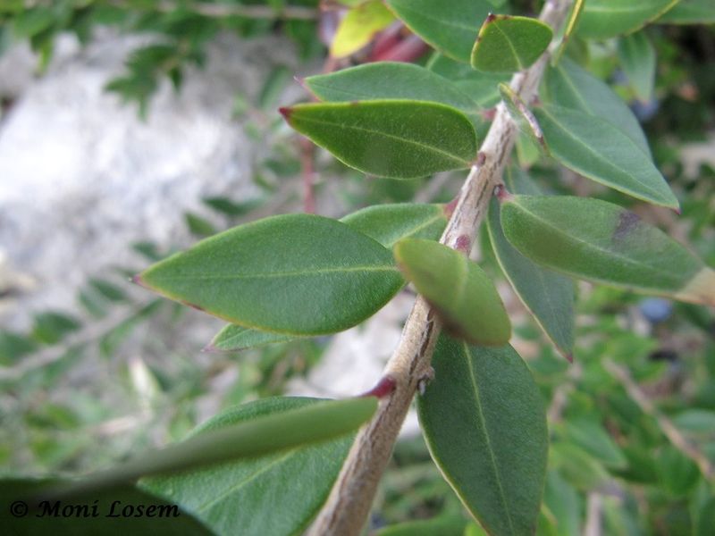 Datei:Myrtus communis Linné, 1753 Vir 140101 0003.jpg