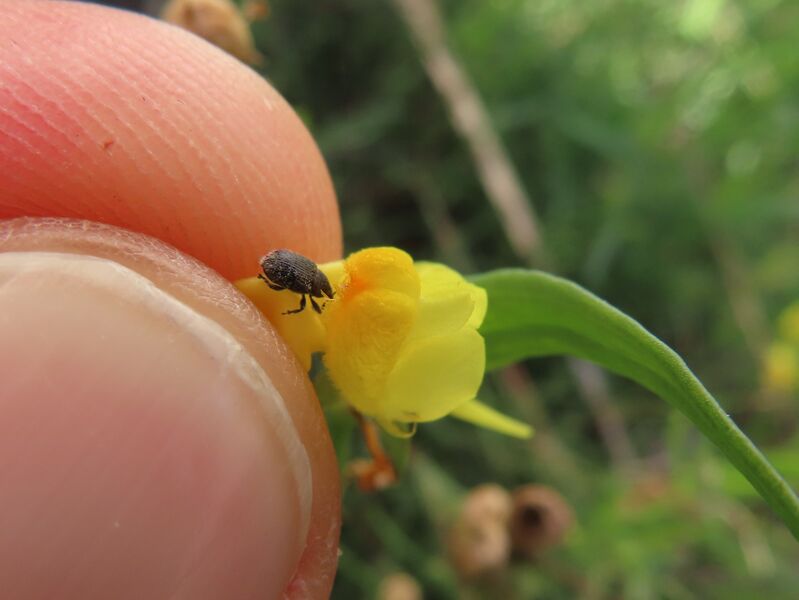 Datei:Rhinusa antirrhini Paykull, 1800 Zad 201019 1486 d.jpg