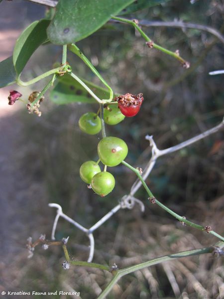 Datei:Smilax aspera Linné, 1753 Vir 110626 10.JPG