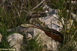 Insel Vir 09/2017, © Werner Kalopp