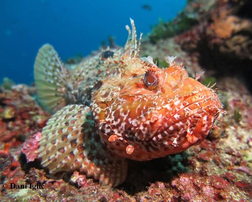 201109 Drachenkof 13 Titel.jpg