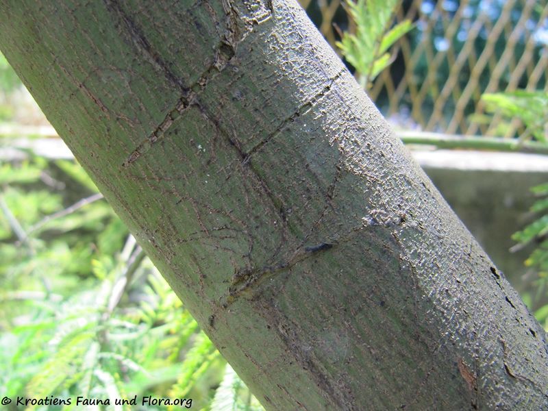 Datei:Acacia dealbata Link, 1822, Zad 130616 2740.jpg