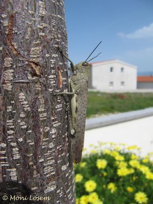 AnaAeg Vir 130426 1125.jpg