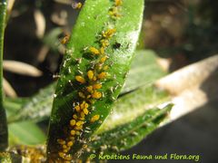 Geflügelte Form, Vir 06/2016