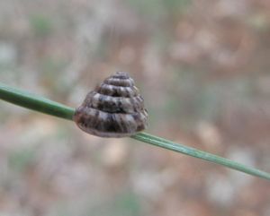 CochCon Vir 121016 3415.jpg