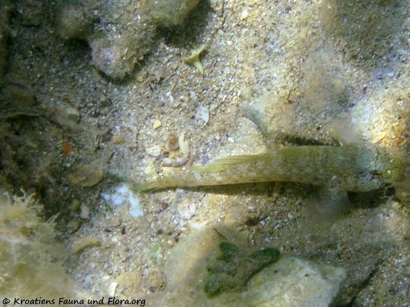 Datei:Gobius geniporus Valenciennes, 1837 Vir 110622 33.jpg