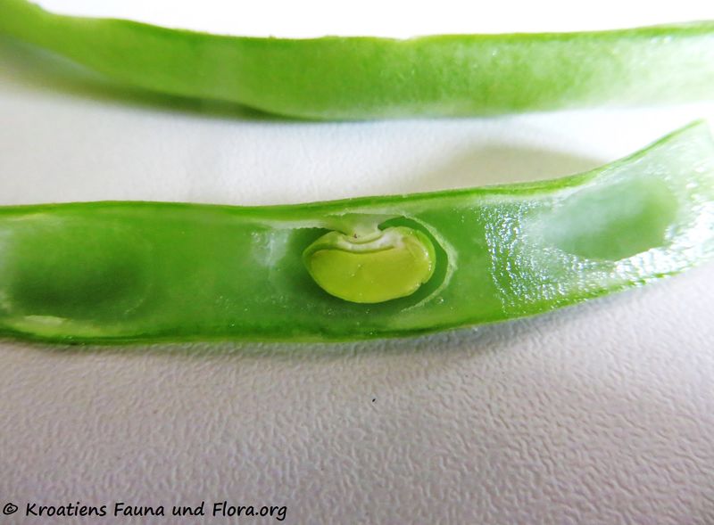 Datei:Phaseolus vulgaris Linné, 1758 Ben 190928 163.jpg