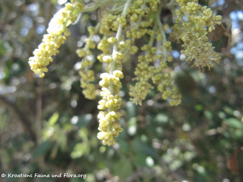 Datei:Quercus ilex Linné, 1753 Vir 170513 7623 txt.jpg