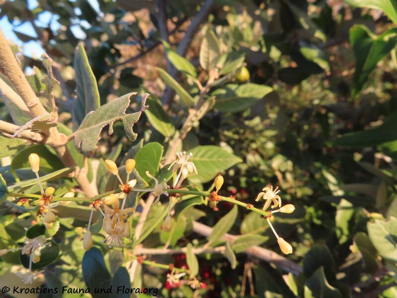 Datei:Smilax aspera Linné, 1753 Vir 201109 1613 k.jpg